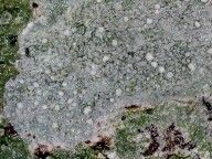 Pertusaria multipuncta