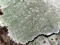 Pertusaria multipuncta