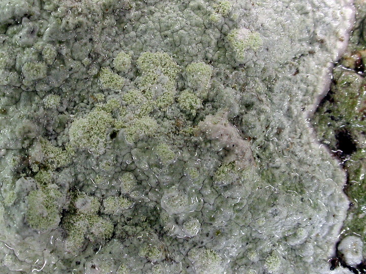 Pertusaria hemisphaerica