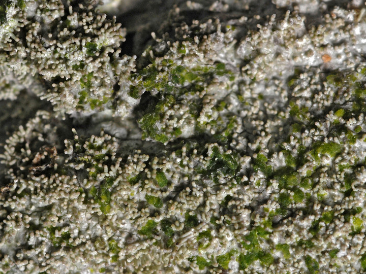 Pertusaria coronata