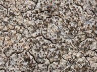 Pertusaria pseudocorallina