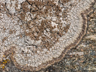 Pertusaria pseudocorallina