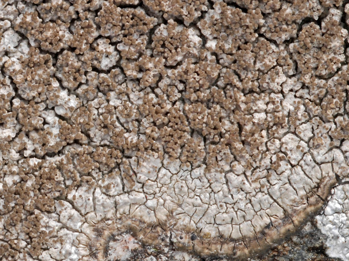 Pertusaria pseudocorallina