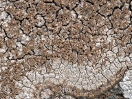 Pertusaria pseudocorallina