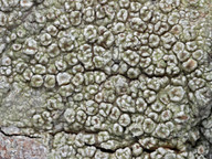 Pertusaria hymenea