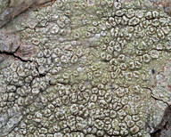 Pertusaria hymenea