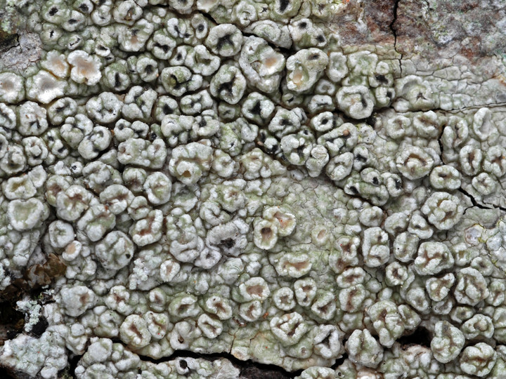 Pertusaria hymenea