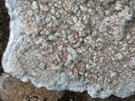 Pertusaria lactea?