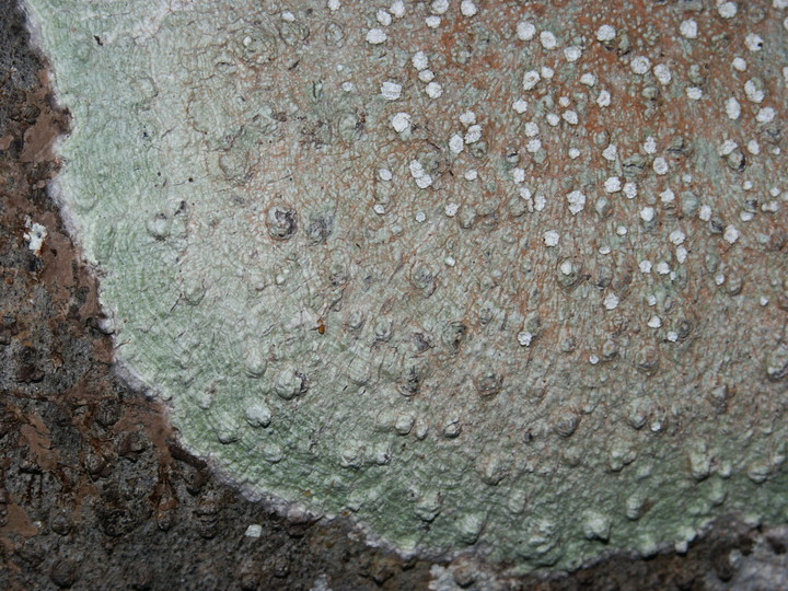 Pertusaria sp.