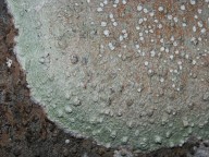 Pertusaria sp.