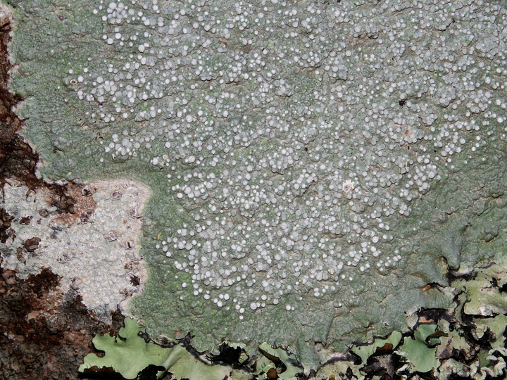 Pertusaria sp.