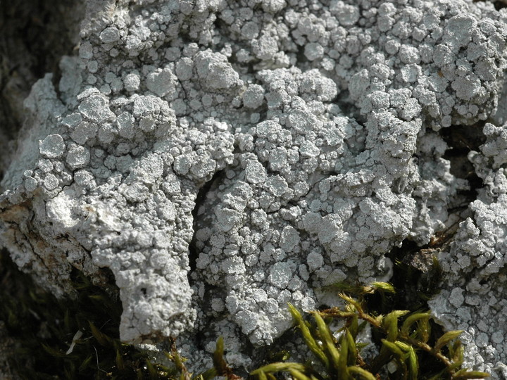 Pertusaria albescens