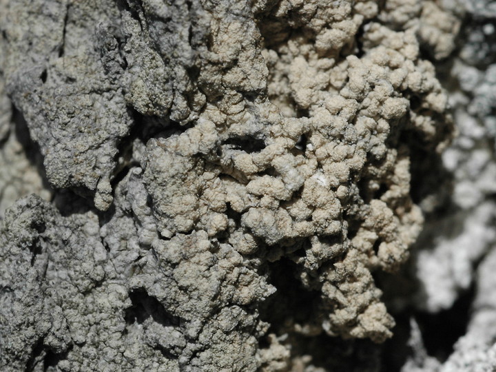 Pertusaria coccodes