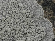 Pertusaria lactea