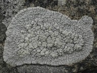 Pertusaria lactea