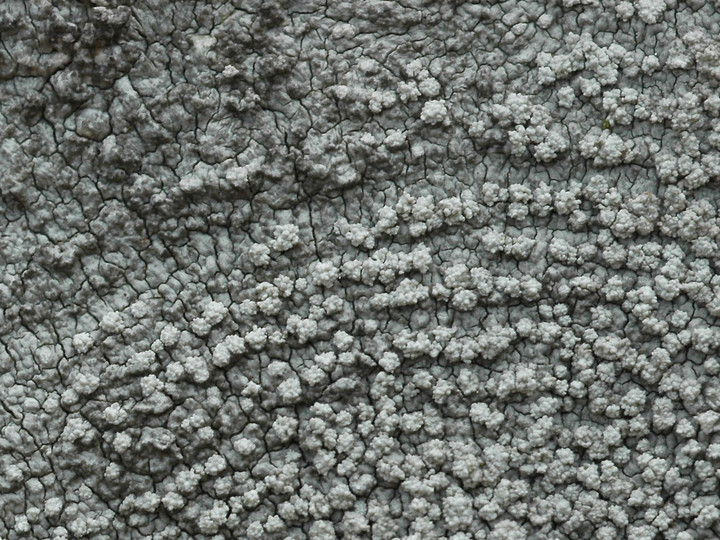 Pertusaria aspergilla