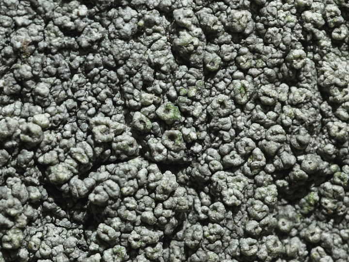 Pertusaria hymenea