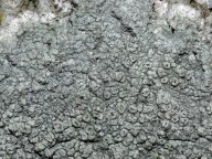 Pertusaria hymenea