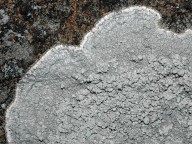 Pertusaria aspergilla