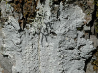 Pertusaria hemisphaerica