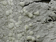 Pertusaria hemisphaerica