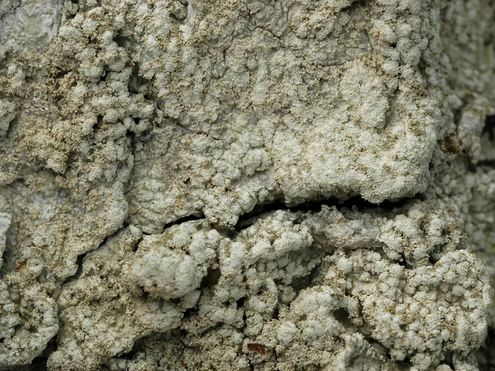 Pertusaria coccodes