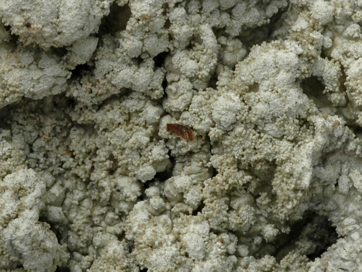 Pertusaria coccodes