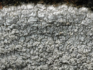 Pertusaria aspergilla