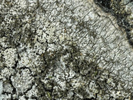 Pertusaria pseudocorallina