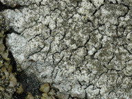 Pertusaria pseudocorallina