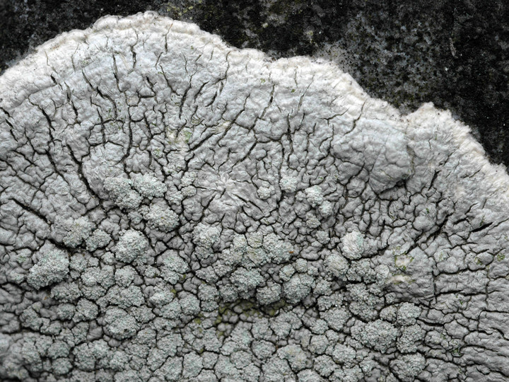 Pertusaria lactea