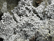 Pertusaria dactylina