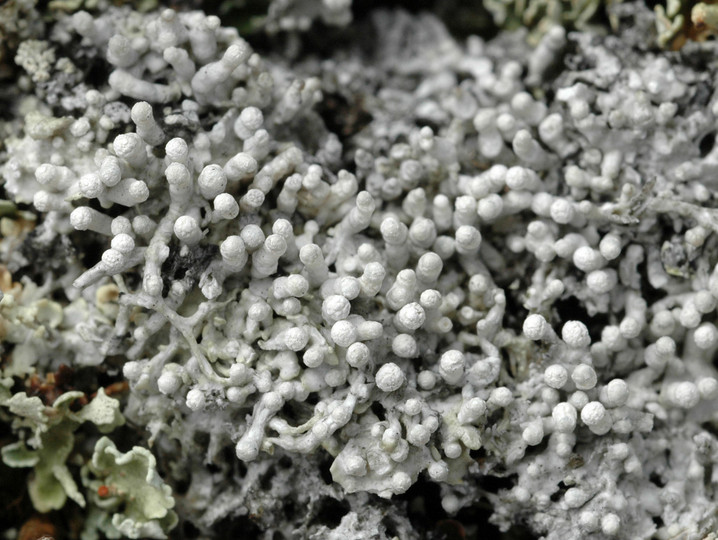 Pertusaria dactylina