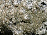 Pertusaria coronata