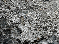 Pertusaria oculata