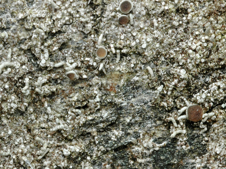 Pertusaria oculata