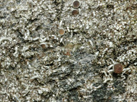 Pertusaria oculata