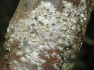 Pertusaria carneopallida