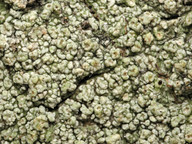 Pertusaria hymenea