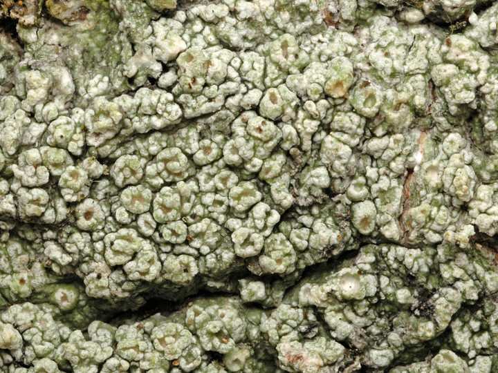 Pertusaria hymenea