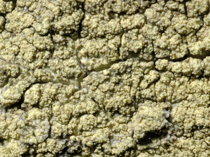 Pertusaria flavida