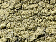 Pertusaria flavida