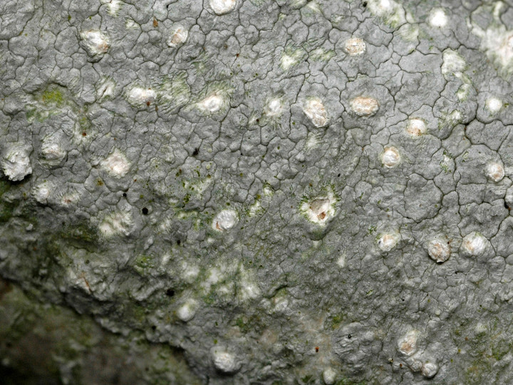 Pertusaria multipuncta