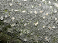 Pertusaria multipuncta