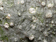 Pertusaria multipuncta