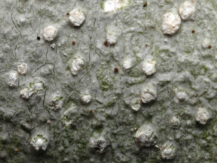 Pertusaria multipuncta