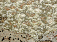 Pertusaria leioplaca