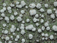 Pertusaria amara