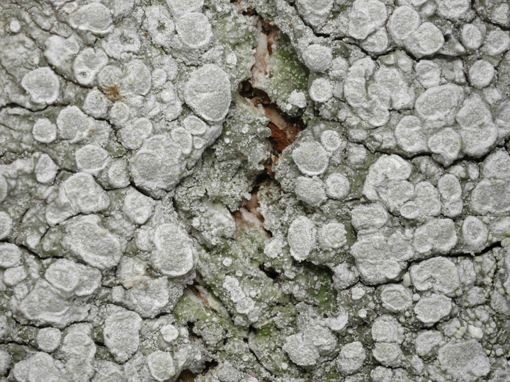 Pertusaria albescens