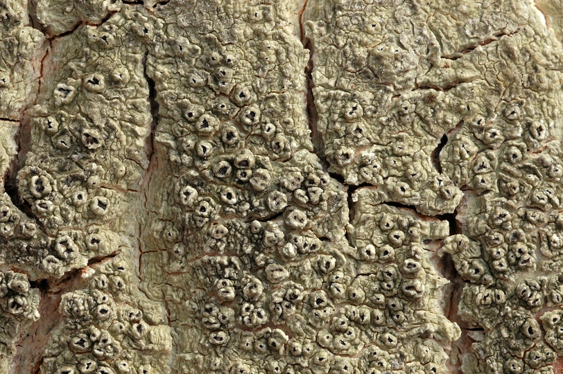 Pertusaria hymenea